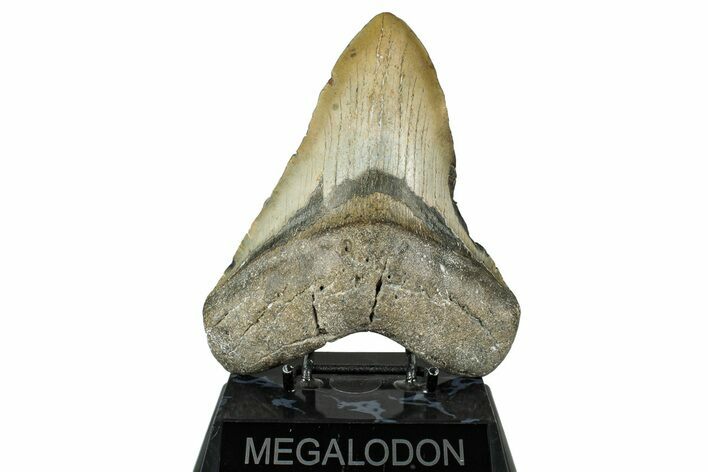 Fossil Megalodon Tooth - North Carolina #348160